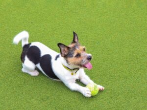How to Train Your Dog to Lie Down A Comprehensive Guide