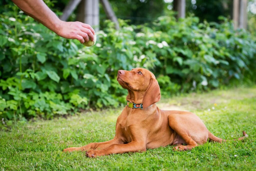 How to Train Your Dog to Stay A Complete Guide
